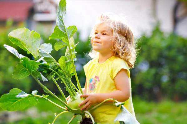 Linda niña encantadora con kohlrabi en el jardín de verduras. Feliz bebé precioso que se divierte con la primera cosecha de verduras saludables. Un chico ayudando a los padres. Verano, jardinería, cosecha —  Fotos de Stock