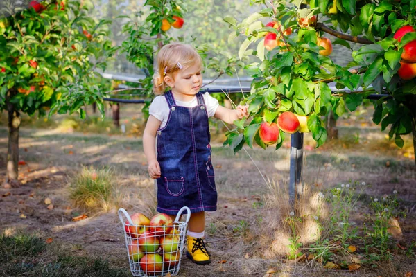 Ritratto di bambina con mele rosse in frutteto biologico. Adorabile felice bambino sano raccogliendo frutta fresca matura dagli alberi e divertirsi. Stagione del raccolto. — Foto Stock