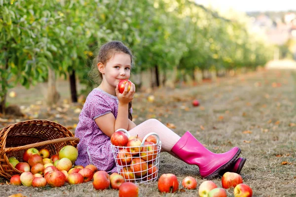 Portret małej uczennicy w kolorowych ubraniach i gumowych butach z czerwonymi jabłkami w organicznym sadzie. Adorable szczęśliwy zdrowe dziecko zbieranie świeżych dojrzałych owoców z drzew i zabawy. — Zdjęcie stockowe