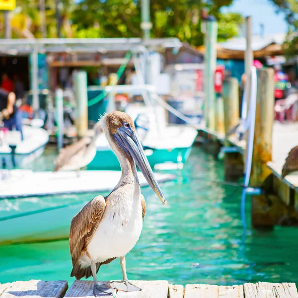 Große braune pelikane im hafen von islamorada, florida schlüssel. Warten auf Fische in Robbies Yachthafen. — Stockfoto