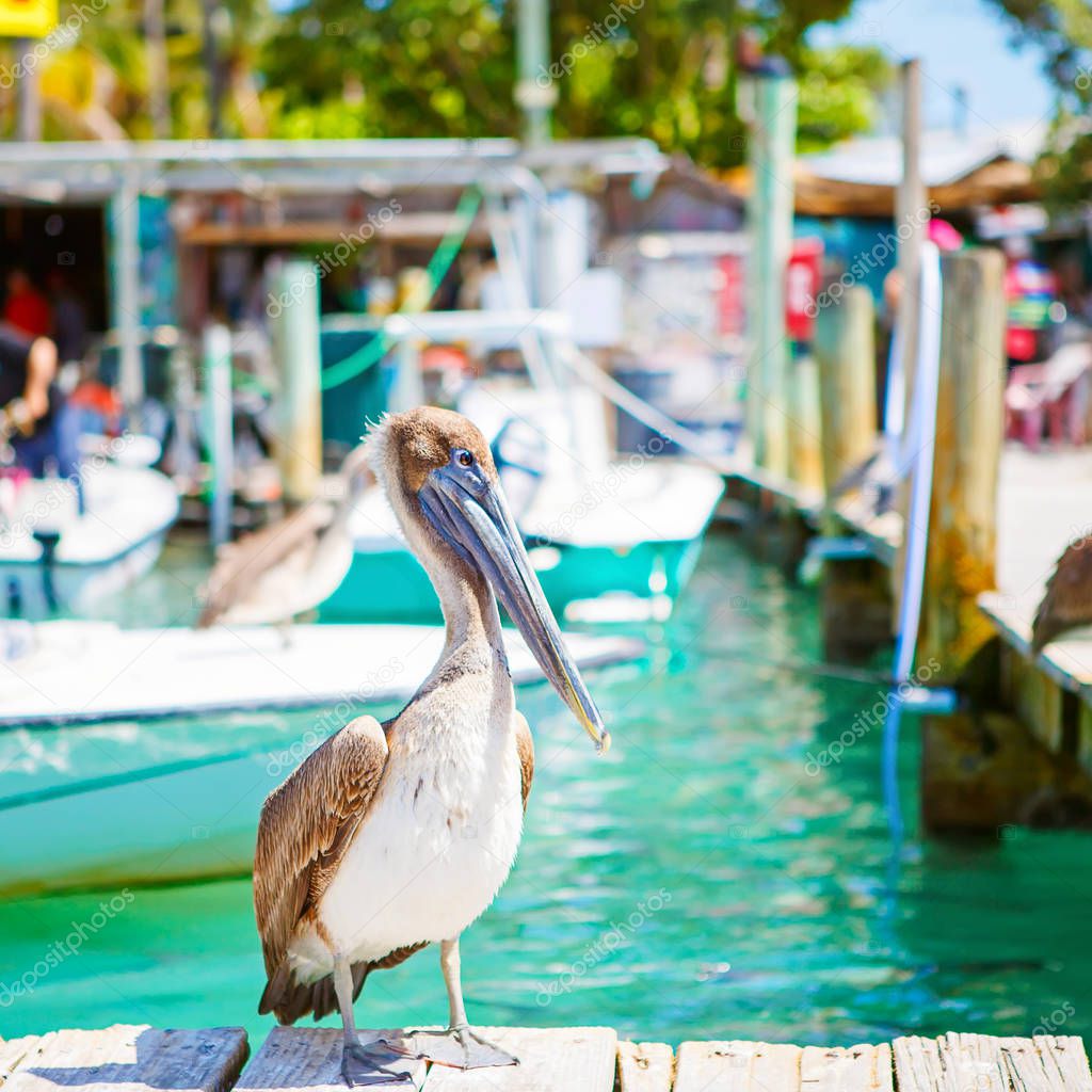 Big brown pelicans in port of Islamorada, Florida Keys. Waiting for fish at Robbies Marina.