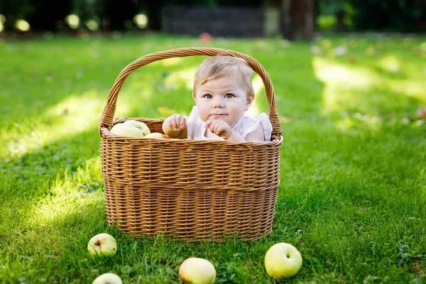 Söt baby flicka sitter i korg full med mogna äpplen på en gård i början av hösten. — Stockfoto