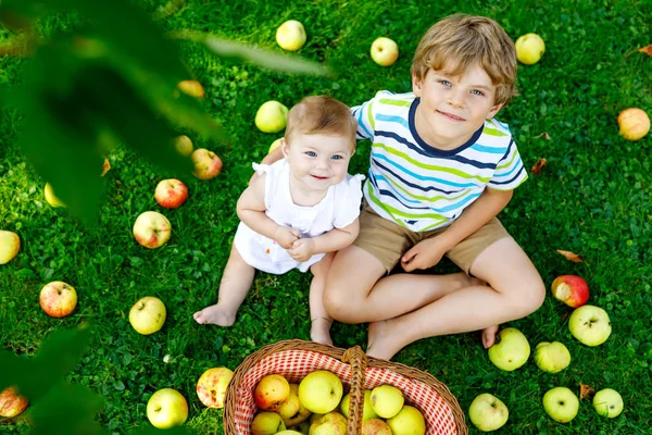 Två barn plocka äpplen på en gård i början av hösten. Liten flicka och pojke leker i trädet äppelträdgård. Barnen plocka frukt i en korg. — Stockfoto