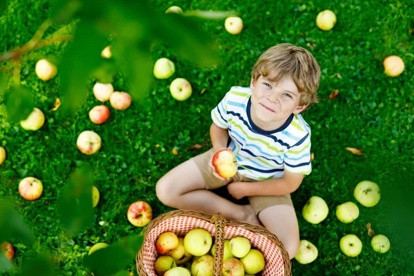 Piękny blondyn szczęśliwy chłopiec zbieranie i jedzenie czerwone jabłka na farmie ekologicznej, jesień na świeżym powietrzu. Zabawny mały przedszkolak bawiący się pomagając i zbierając plony w sadach ogrodniczych. — Zdjęcie stockowe