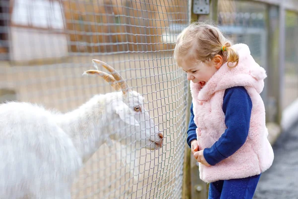 Urocza dziewczynka karmiąca małe kozy i owce na farmie dla dzieci. Piękne dziecko pieszczące zwierzęta w zoo. Podekscytowana i szczęśliwa dziewczyna na rodzinny weekend. — Zdjęcie stockowe