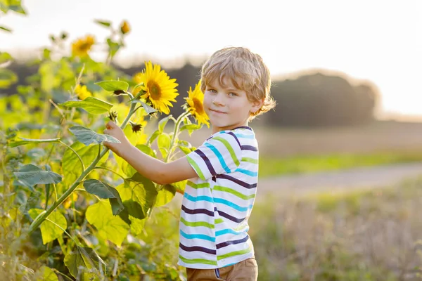 Boldog kis szőke fiú a nyári napraforgópályán a szabadban. Aranyos óvodás gyerek szórakozik meleg nyári estén naplementekor. Gyerekek és természet. — Stock Fotó