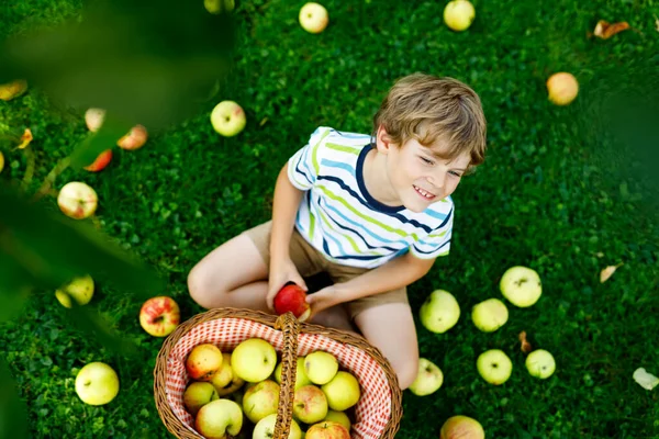 Piękny blondyn szczęśliwy chłopiec zbieranie i jedzenie czerwone jabłka na farmie ekologicznej, jesień na świeżym powietrzu. Zabawny mały przedszkolak bawiący się pomagając i zbierając plony w sadach ogrodniczych — Zdjęcie stockowe