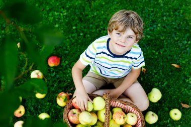 Küçük çocuk sonbaharda çiftlikte kırmızı elma topluyor.