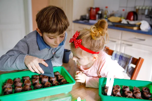 Kid boy and little toddler girl planting vegetable seeds at home. Two siblings watering together ground in boxes and seeding tomatoes in organic house garden. Family agrdening and farming. — Stock Photo, Image