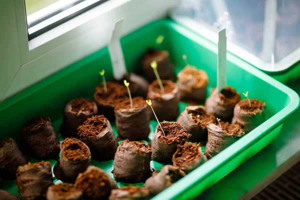 Fechar de plantas de seedings de tomates cultivadas em casa orgânica estufa por família e crianças . — Fotografia de Stock