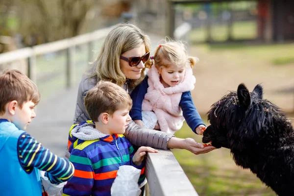 Cute toddler girl, two little school kids boys and young mother feeding lama and alpaca on a kids farm. Three children petting animals in the zoo. Woman with sons, daughter together on family weekend — Stock Photo, Image