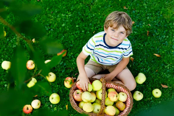 Linda loira garoto feliz menino pegar e comer maçãs vermelhas na fazenda orgânica, outono ao ar livre. Engraçado criança pré-escolar se divertindo com a ajuda e colheita no pomar de jardim doméstico. — Fotografia de Stock