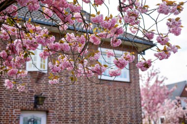 Şehirde çiçek açan güzel, pembe kiraz ağaçlarının ilkbahar manzarası. Güneşli bahar gününde açan güzel.