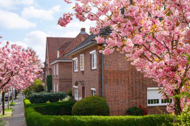 Şehirde çiçek açan güzel, pembe kiraz ağaçlarının ilkbahar manzarası. Güneşli bahar gününde açan güzel.
