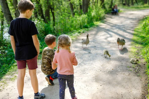 Three siblings kids, Cute little toddler girl and two school boys feeding wild geese family in a forest park. Happy children having fun with observing birds and nature — Stock Photo, Image