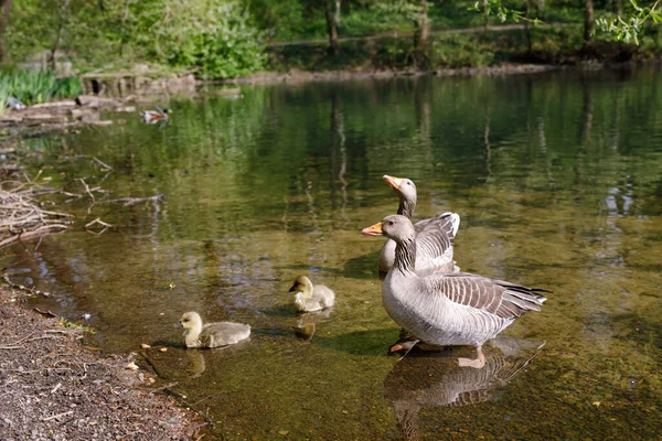 Wilde ganzen familie op een meer, groep watervogels. — Stockfoto