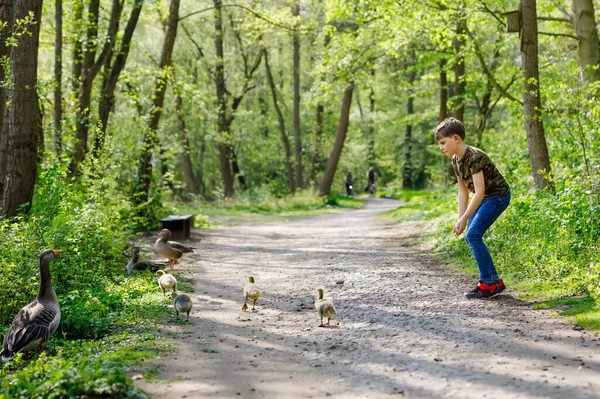 Adorable niño de escuela alimentando a la familia de gansos salvajes en un parque forestal. Niño feliz divirtiéndose observando aves y naturaleza —  Fotos de Stock