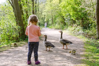 Küçük tatlı kız orman parkında yabani kaz ailesini besliyor. Mutlu çocuk kuşları ve doğayı gözlemlerken eğleniyor.