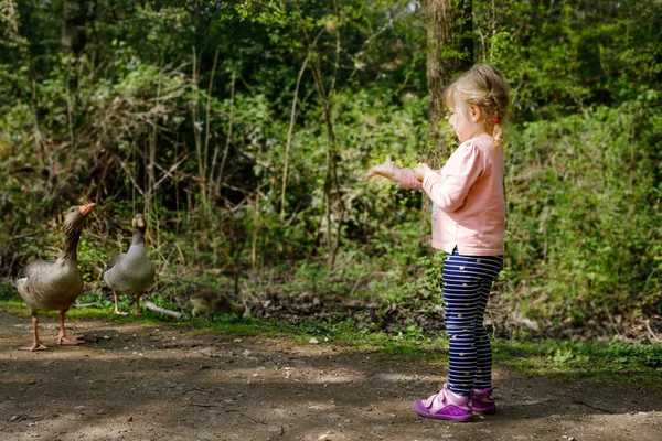 Linda niña pequeña alimentando a la familia de gansos salvajes en un parque forestal. Niño feliz divirtiéndose observando aves y naturaleza —  Fotos de Stock