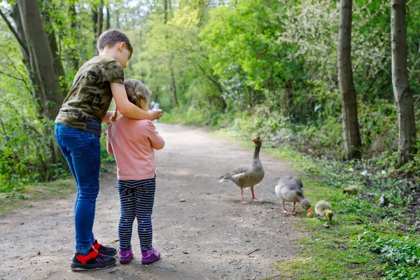 Dois irmãos, uma menina bonita e um menino de escola alimentando a família de gansos selvagens em um parque florestal. Crianças felizes se divertindo com a observação de pássaros e natureza — Fotografia de Stock