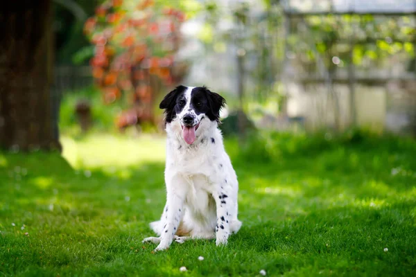 Beautiful dog playing and having fun in family domestic garden. Portrait of animal in summer, with bright light. — Stock Photo, Image