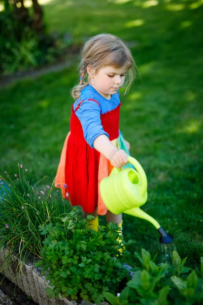 Όμορφο κοριτσάκι σε κίτρινο καουτσούκ μπότες και πολύχρωμο φόρεμα πότισμα άνοιξη λουλούδια με τα παιδιά νερό μπορεί. Ευτυχισμένο παιδί που βοηθά στον οικογενειακό κήπο, σε εξωτερικούς χώρους. — Φωτογραφία Αρχείου