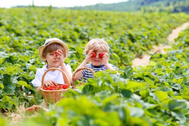 Yazın çilek çiftliğinde eğlenen iki küçük kardeş çocuk. Çocuklar, sağlıklı organik yiyecekler yiyen şirin ikizler, atıştırmalık taze böğürtlenler. Çocuklar hasat için yardım ediyor