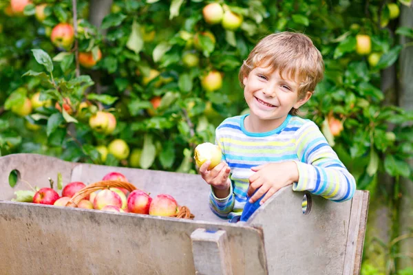 Linda loira garoto feliz menino pegar e comer maçãs vermelhas na fazenda orgânica, outono ao ar livre. Engraçado criança pré-escolar se divertindo com a ajuda e colheita . — Fotografia de Stock