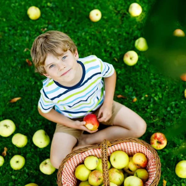 Linda loira garoto feliz menino pegar e comer maçãs vermelhas na fazenda orgânica, outono ao ar livre. Engraçado criança pré-escolar se divertindo com a ajuda e colheita no pomar de jardim doméstico. — Fotografia de Stock