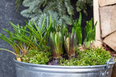 İlk bahar çiçekleri (sümbüller) evin terasındaki demir tanklarda yetişir. Açık hava bahçe konsepti.