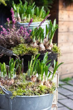 İlk bahar çiçekleri (sümbüller) evin terasındaki demir tanklarda yetişir. Açık hava bahçe konsepti.