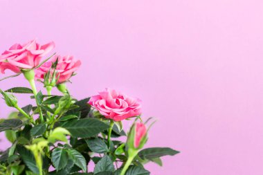 Pembe güller, pembe kağıt arka plan. Yumuşak odaklanma. Boşluğu kopyala.