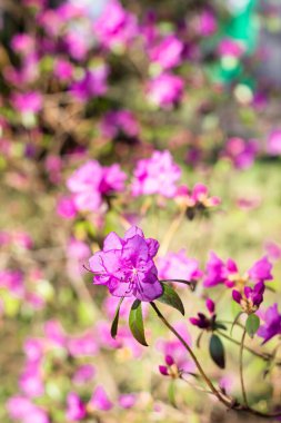 Bahar bahçesindeki pembe rhododendron çiçekleri, bulanık arkaplan. Çiçek açan güzel bir çalı çalısı dalında. Seçici odak.