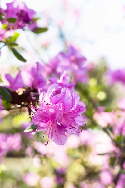 Rosa Rhododendron Blommor Vår Trädgård Suddig Bakgrund Filial Vacker Blommande — Stockfoto