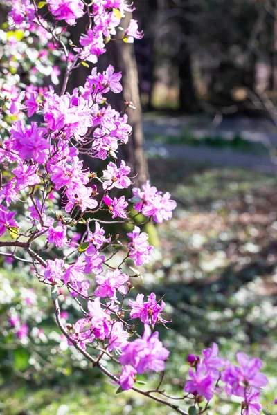 Vackra Rosa Rhododendron Azalea Buskar Vårpark Suddig Bakgrund — Stockfoto