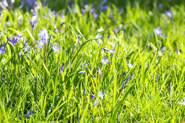Beautiful Blue Scilla Siberica Early Flowers Spring Forest Sunlight Spring — Stock Photo, Image