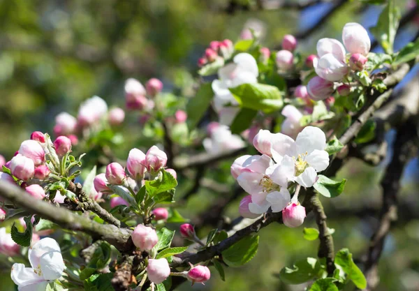 Vita Och Rosa Äppelträd Blommar Våren Suddig Blommig Bakgrund Äppelblomma — Stockfoto