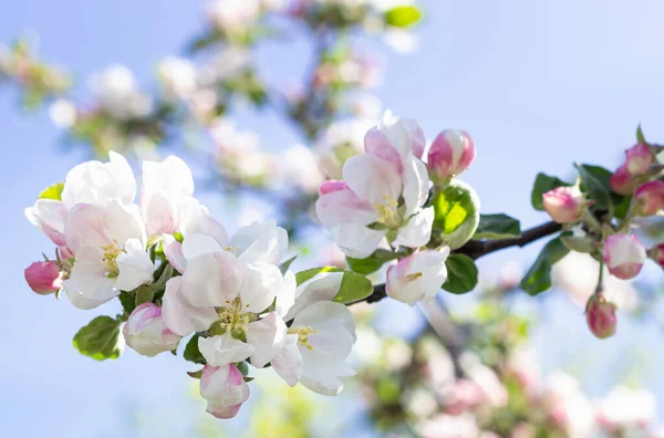 Vita Och Rosa Äppelträd Blommar Våren Suddig Blommig Bakgrund Äppelblomma — Stockfoto