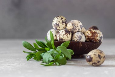 Hindistan cevizi kasesinde doğal organik bıldırcın yumurtaları ve yeşil yapraklar, açık gri beton arka plan..