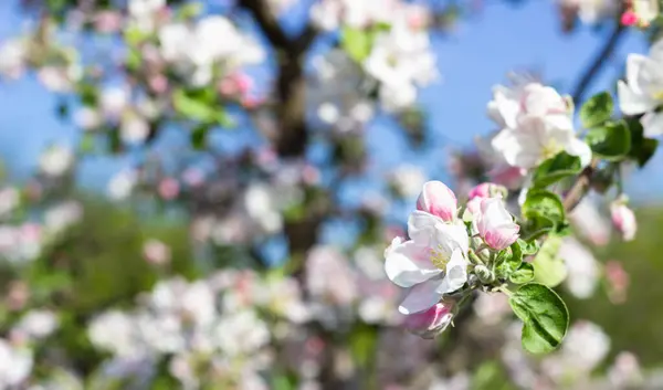 Vita Och Rosa Äppelträd Blommar Våren Suddig Blommig Bakgrund — Stockfoto