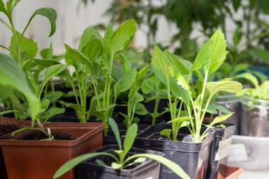 Plastik kaplarda büyüyen taze tohum. Bahar bahçesi işi. Bahçe konsepti.