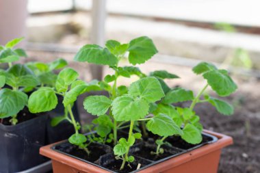 Plastik kaplarda tohumlar. Yeşil filizler, filizler, bahçe için fideler. Tarım ya da bahçe.