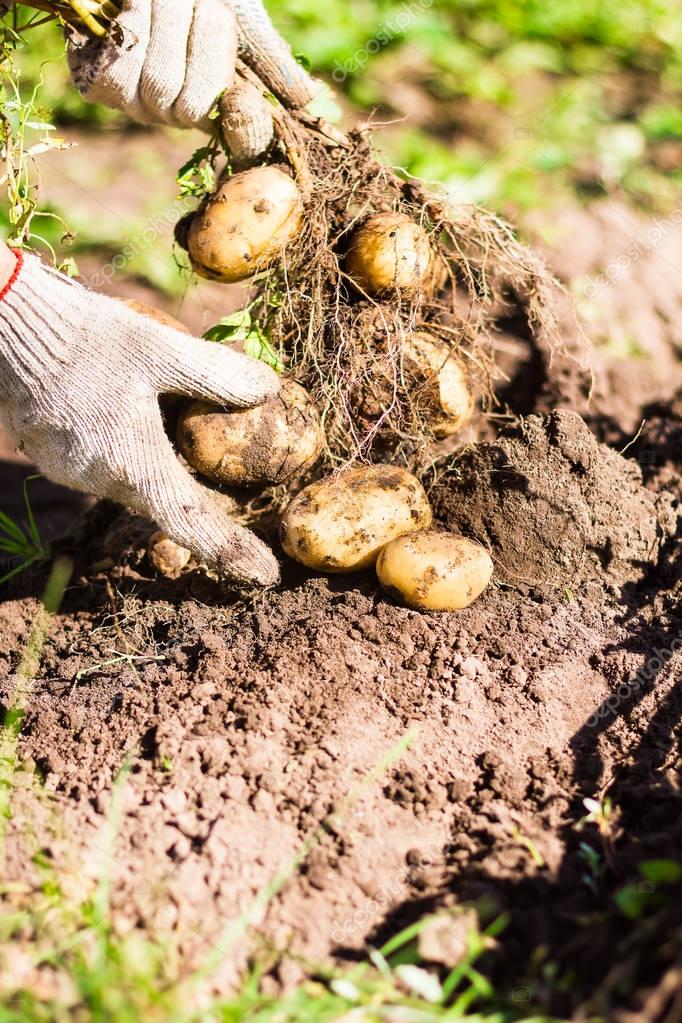 New yellow potato root harvest in hands in protective gloves, selective ...