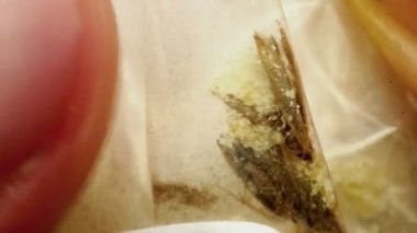 Ölü böcek yiyecek veya mısır unu