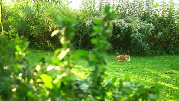 Gato Fora Quintal Gramado — Vídeo de Stock