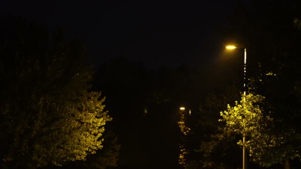 Lampadaire Avec Insectes Nuit — Video