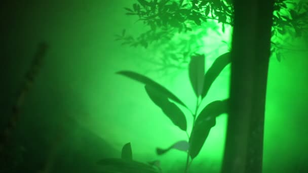 Spooky Green Fog Forest — Stock Video