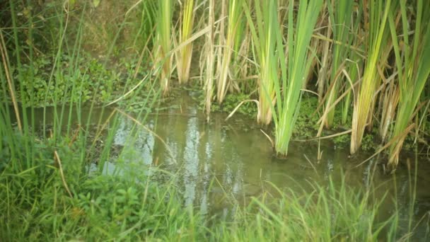 zones humides réelles à l'extérieur dans la nature 