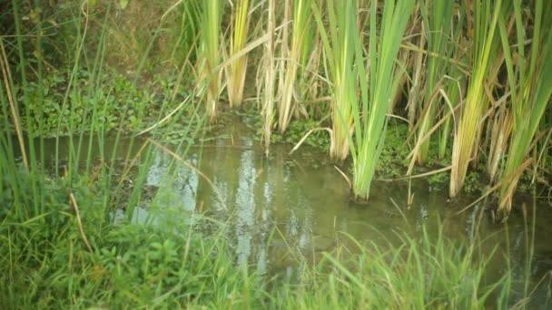 Werkelijke Wetlands Buiten Natuur — Stockvideo