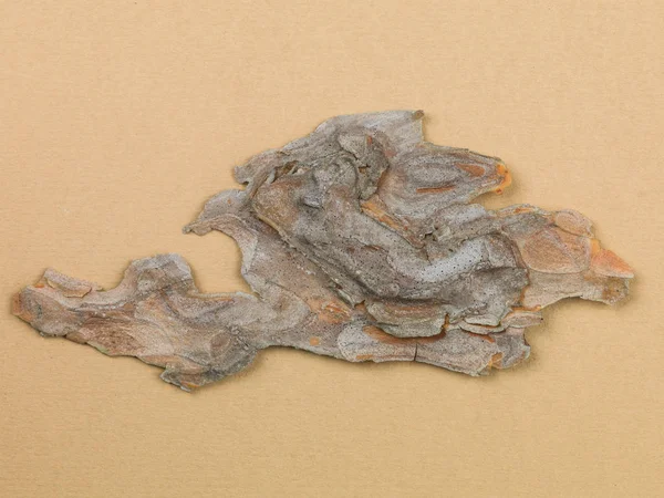 Ölü çam ağacı kabuğu dokulu arka plan — Stok fotoğraf